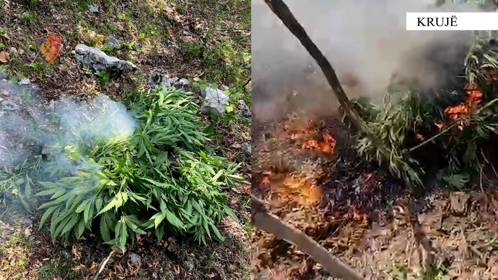 Krujë, zbulohet parcela me 900 rrënjë kanabis