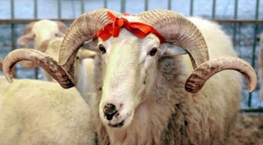 Historia e Kurban Bajramit/ Si lindi “Festa e Flijimit”!
