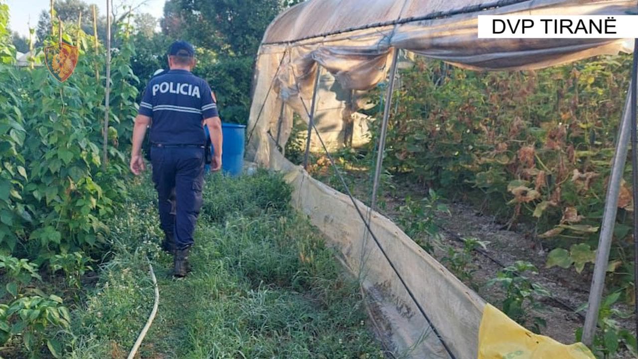 Megaoperacioni antikanabis/ Asgjësohen 271 bimë narkotike në fshatra të Krujës