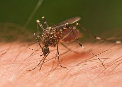 Qytetarët vazhdojnë "luftën" me mushkonjat, dezinsektimi peng i institucioneve