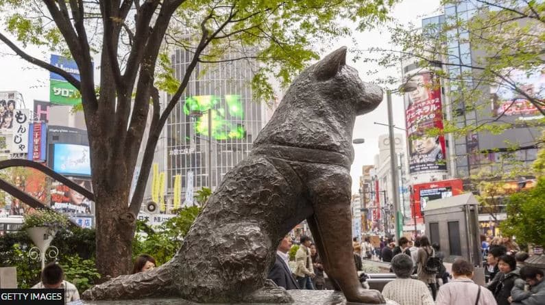 Hachiko, qeni më besnik në botë mbush 100 vjeç