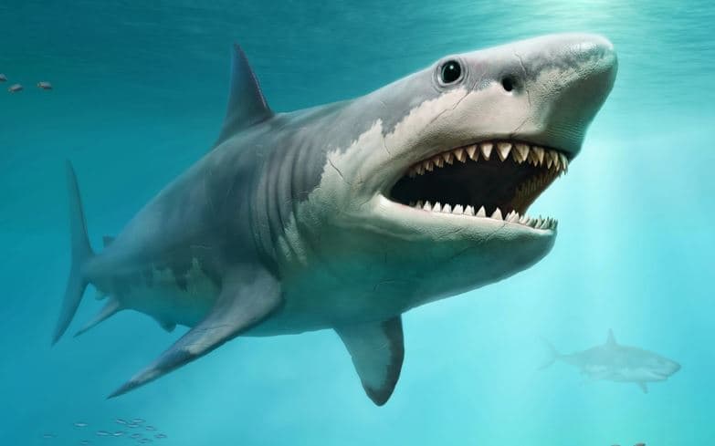Shkencëtarët gjejnë të dhëna të reja në atë që çoi në vdekjen e megalodonit
