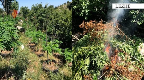 Asgjësohen 1779 bimë narkotike kanabis sativa në Lezhë