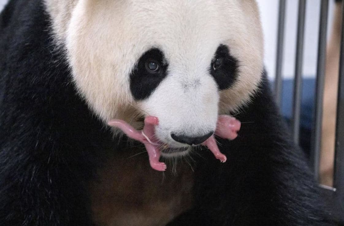 Kopshti zoologjik i Koresë së Jugut mirëpret ardhjen në jetë të binjakëve panda 