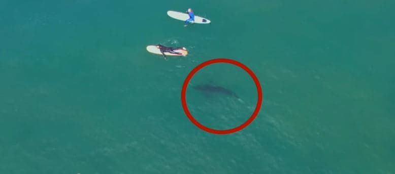 Pamjet me dron, filmojnë një grup peshkaqenësh të mëdhenj duke notuar poshtë serfistëve (VIDEO)
