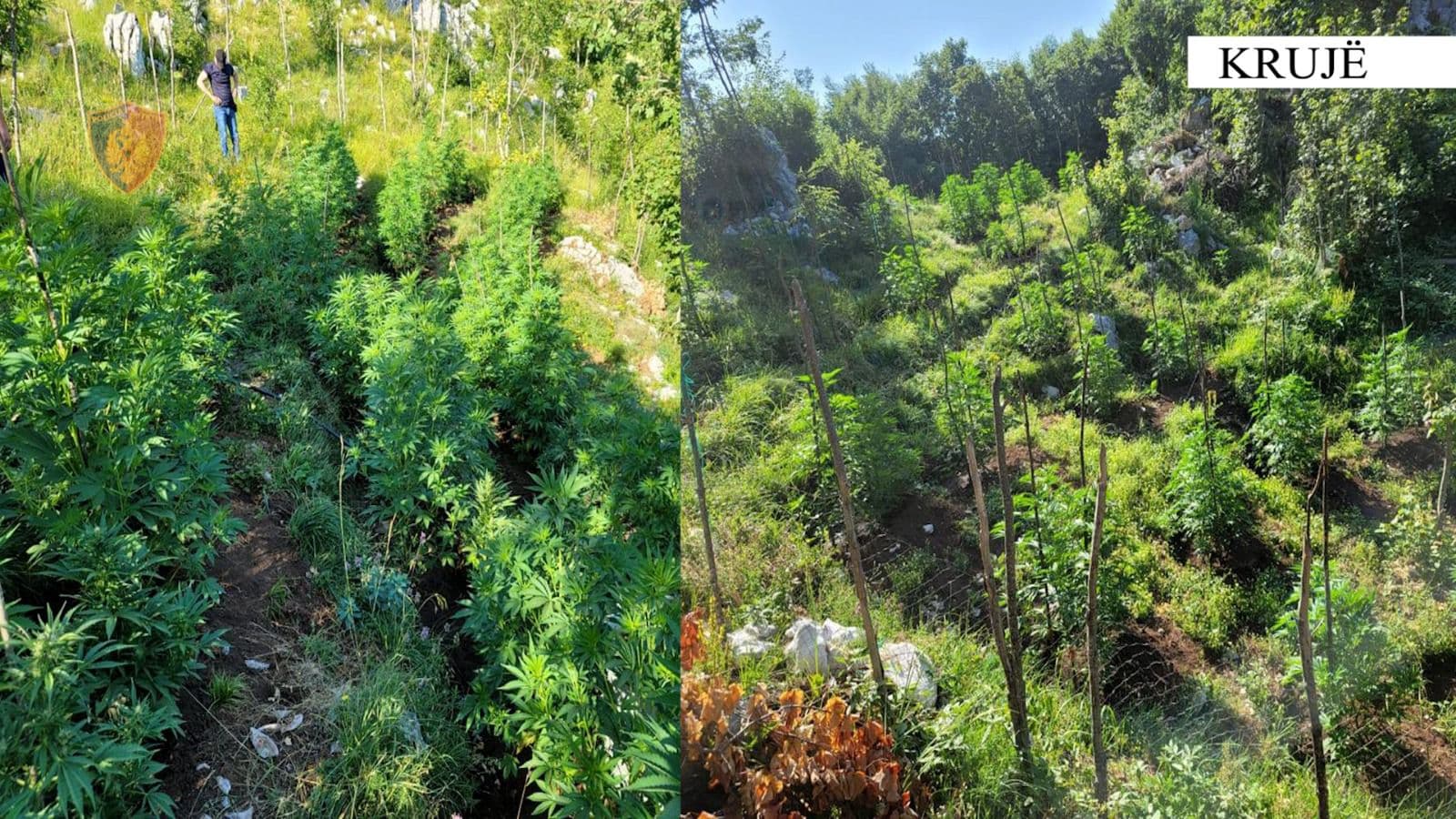    Asgjësohen 875 bimë kanabis në zonat malore të Krujës 