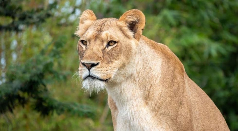Një luaneshë në arrati, policia kërkon në pyjet e Berlinit