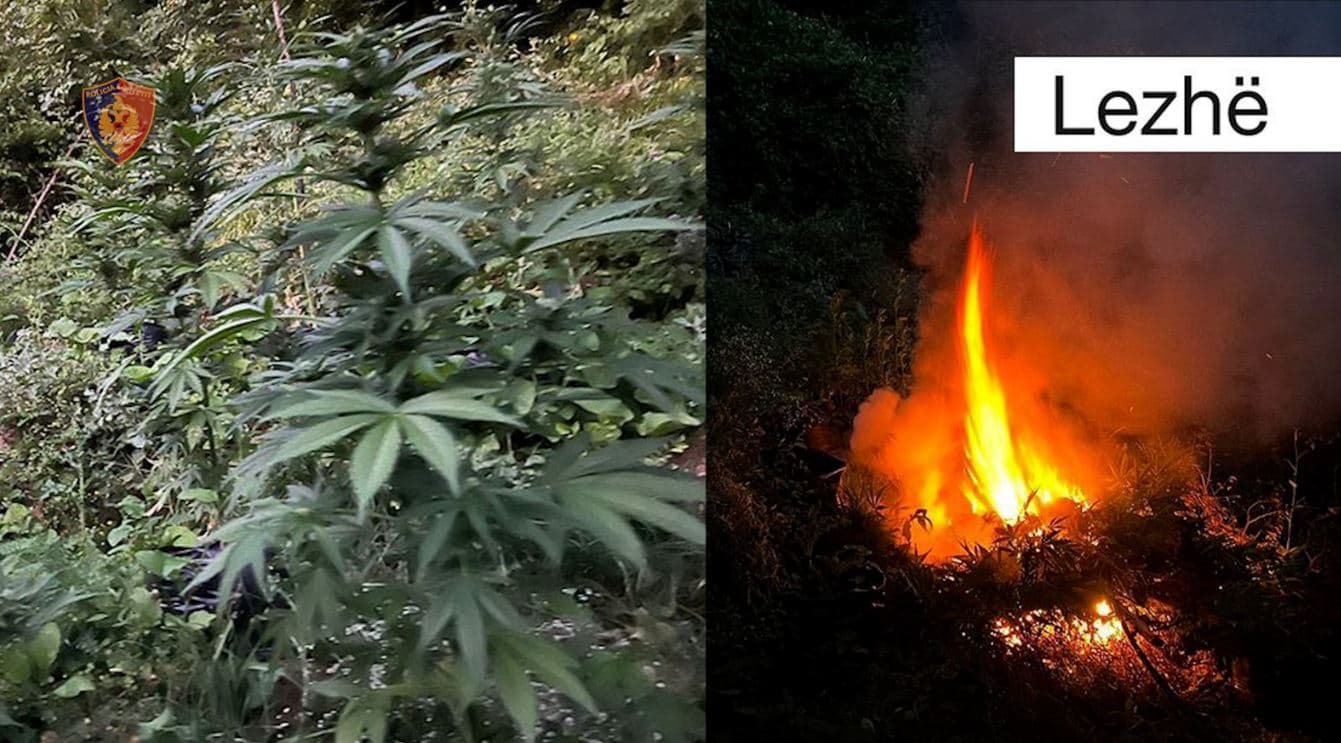 Asgjësohen 1691 bimë narkotike kanabis në Lezhë, Kurbin dhe Mirditë