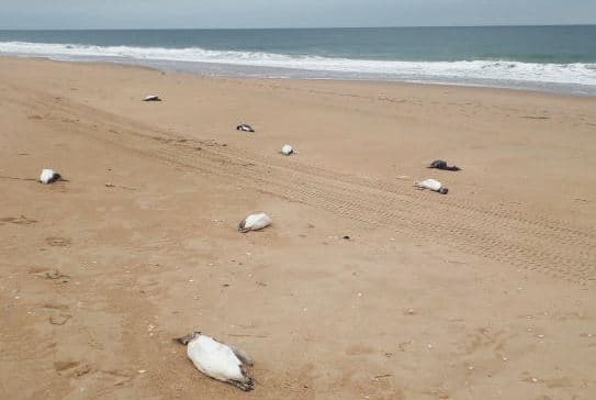 Gati 2 mijë pinguinë janë gjetur të ngordhur në plazhet e Uruguait