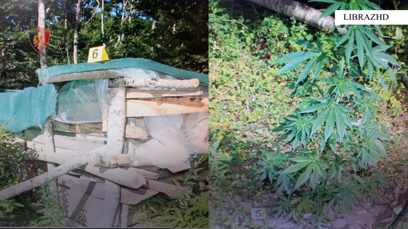 Gjenden dhe asgjësohen përmes djegies 491 bimë kanabisi në Librazhd