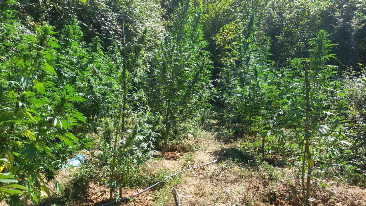 Kultivimi i kanabisit, “Krasta” vë në pranga dy inspektor pyjesh në Elbasan dhe kryetarin e fshatit