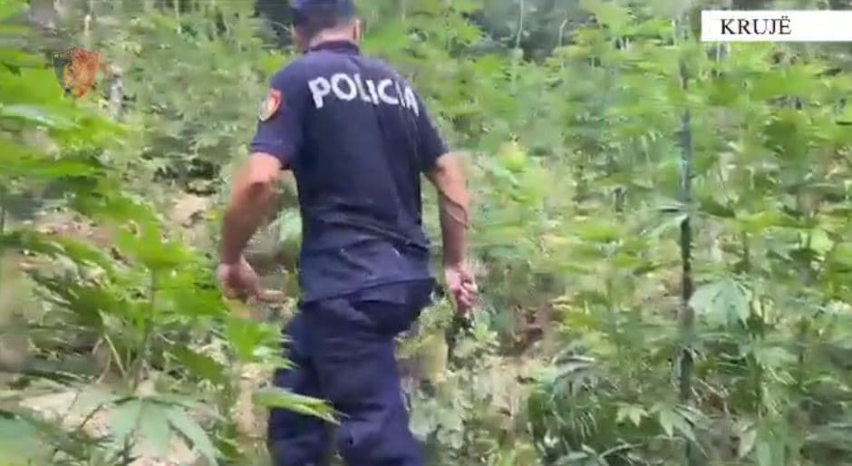 “Territor i pastër” asgjëson rreth 5 mijë rrënjë kanabisi në Malësinë e Krujës