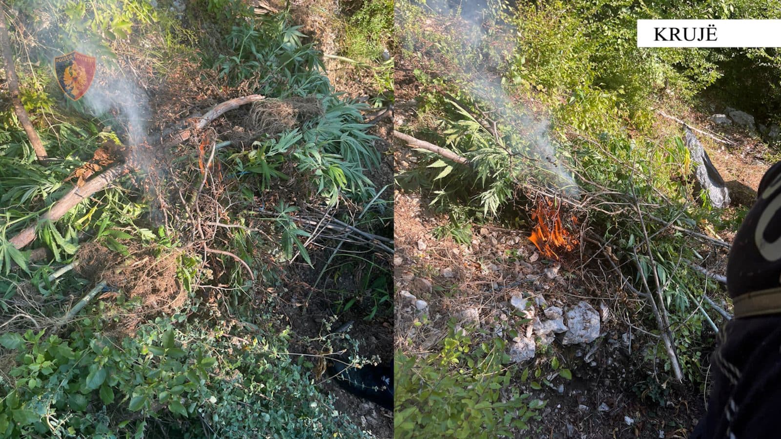 Asgjësohen në malësinë e Krujës 910 bimë kanabis