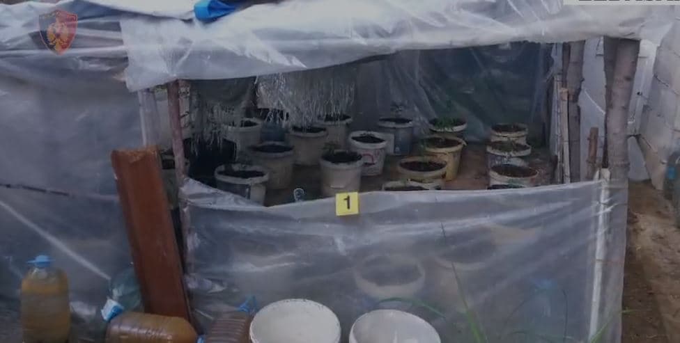 Një burrë në Elbasan kërcënon gruan me sëpatë/ Ndërhyn policia, i zbulon parcelën me kanabis