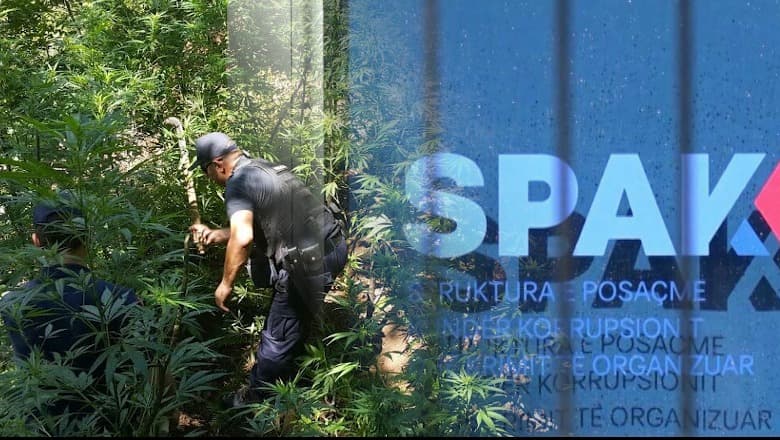 Detaje nga dosja e ushtarakëve/ Kishin kontrolluar disa herë territorin, por s’kishin raportuar për kanabis