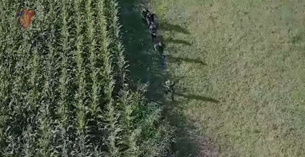 2100 rrënjë kanabis në arën me misër në Vaun e Dejës, i riu kapet në flagrancë duke u kujdesur për to