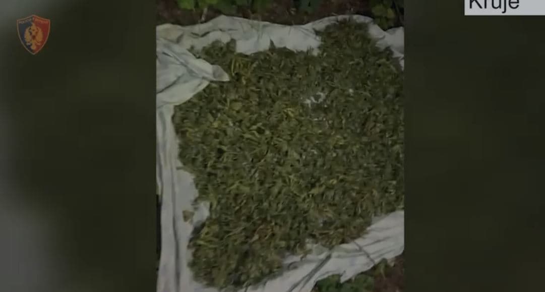 Përshtatën ambientin pranë shtëpisë për tharje kanabisi, në pranga babë e bir në Krujë 