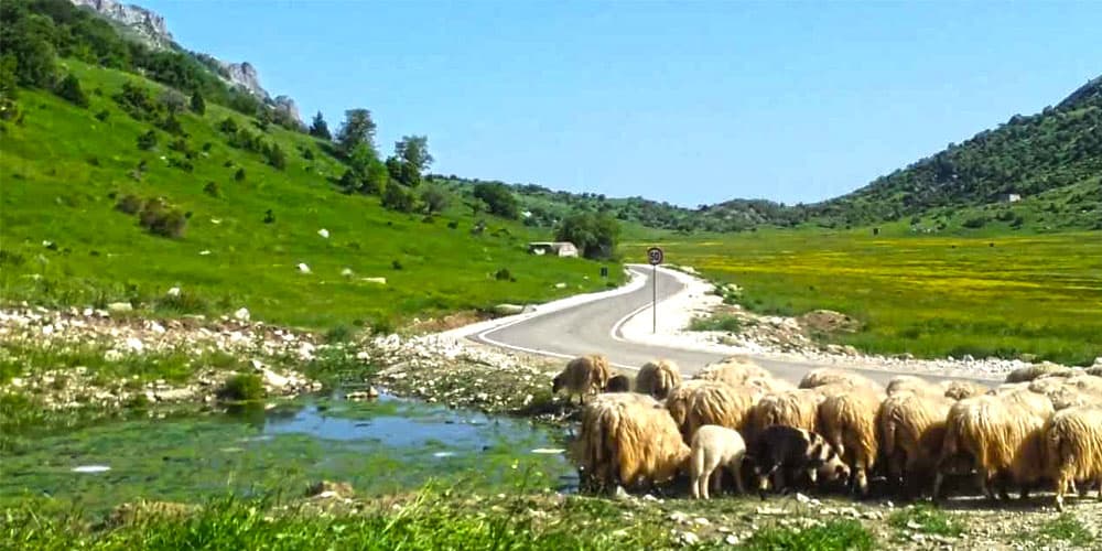 Gjendet i pajetë bariu në malin e Çajupit
