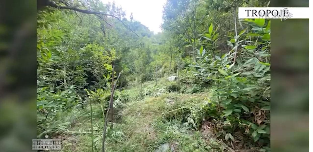 Veriu i mbushur me kanabis. Dronë dhe policë në terren, dy të shpallur në kërkim