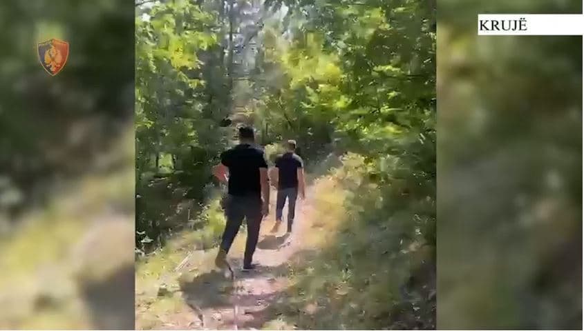 Sekuestrohen bimë narkotike, armë e municion në Krujë/ Arrestohet një shtetas, tre në kërkim