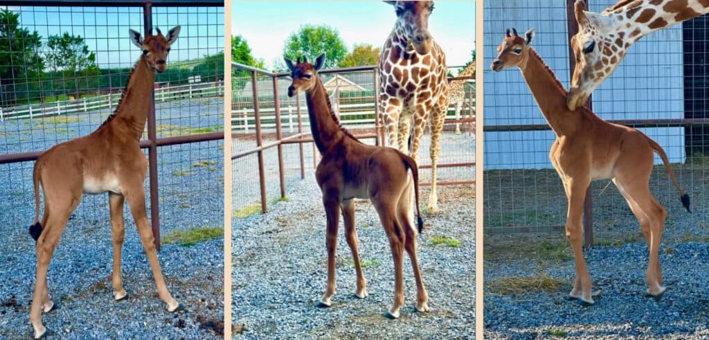 SHBA, lind një gjirafë pa lara 