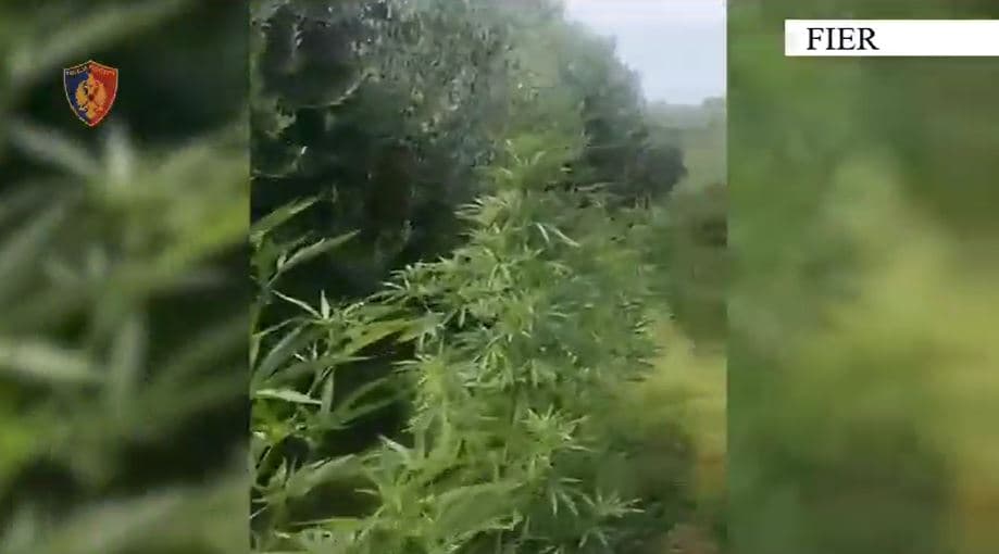 Kishte kultivuar kanabis mes pemëve frutore, në pranga 52-vjeçari