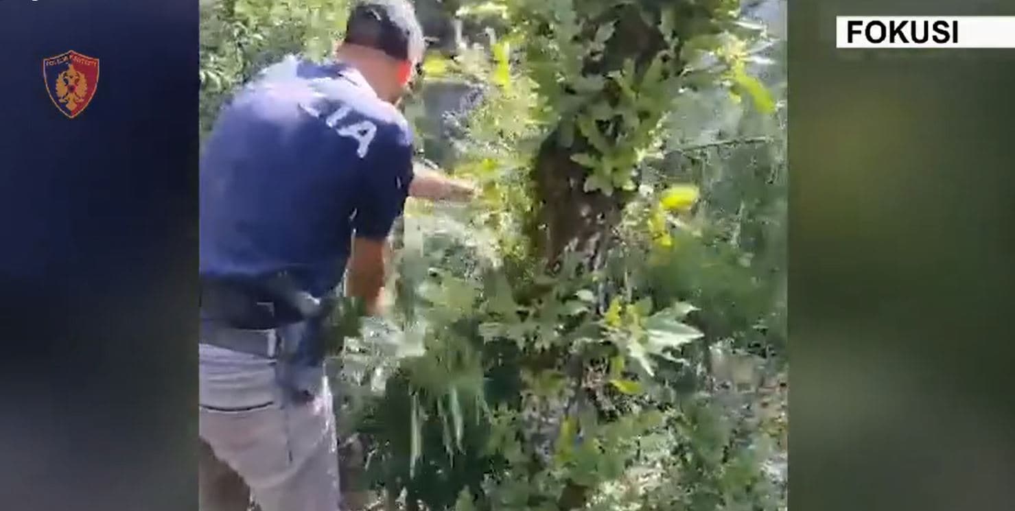 Asgjësohen mbi 10 mijë bimë narkotike kanabis gjatë një jave