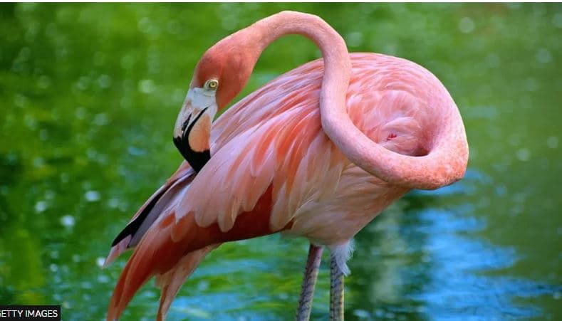 Uragani Idalia dërgon flamingot deri në Ohajo