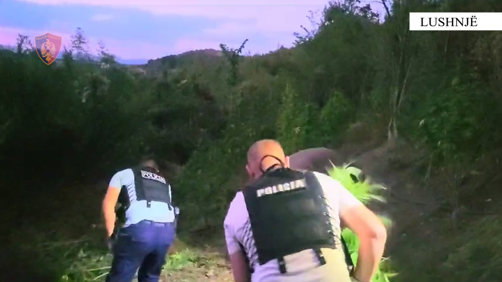 Kultivonin kanabis/ Arrestohen 4 persona në Lushnjë, dy prej tyre babë e bir
