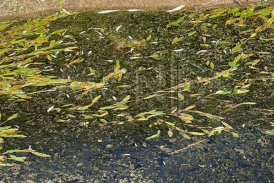 Lezhë/ Gjenden peshq të ngordhur në një kanal në fshatin Kodhel