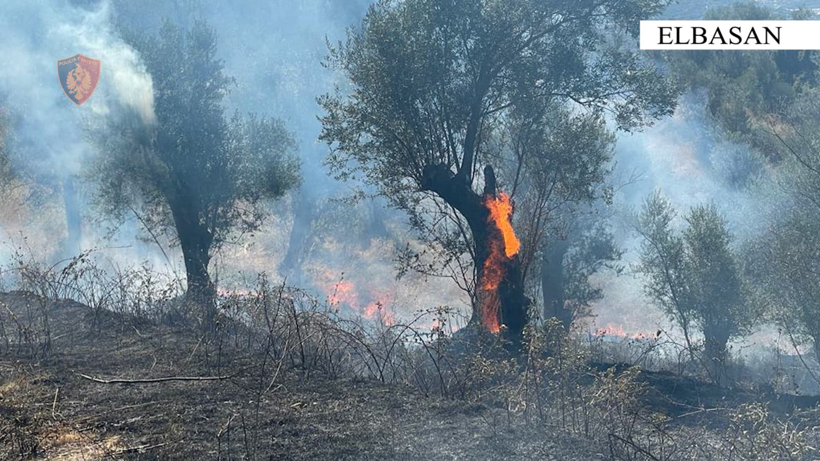 Ndez zjarr për djegien e barishteve, shkrumbon pemë frutore, vihet në pranga
