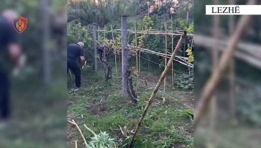 Asgjësohen 710 bimë kanabisi në Lezhë, arrestohet 40-vjeçari