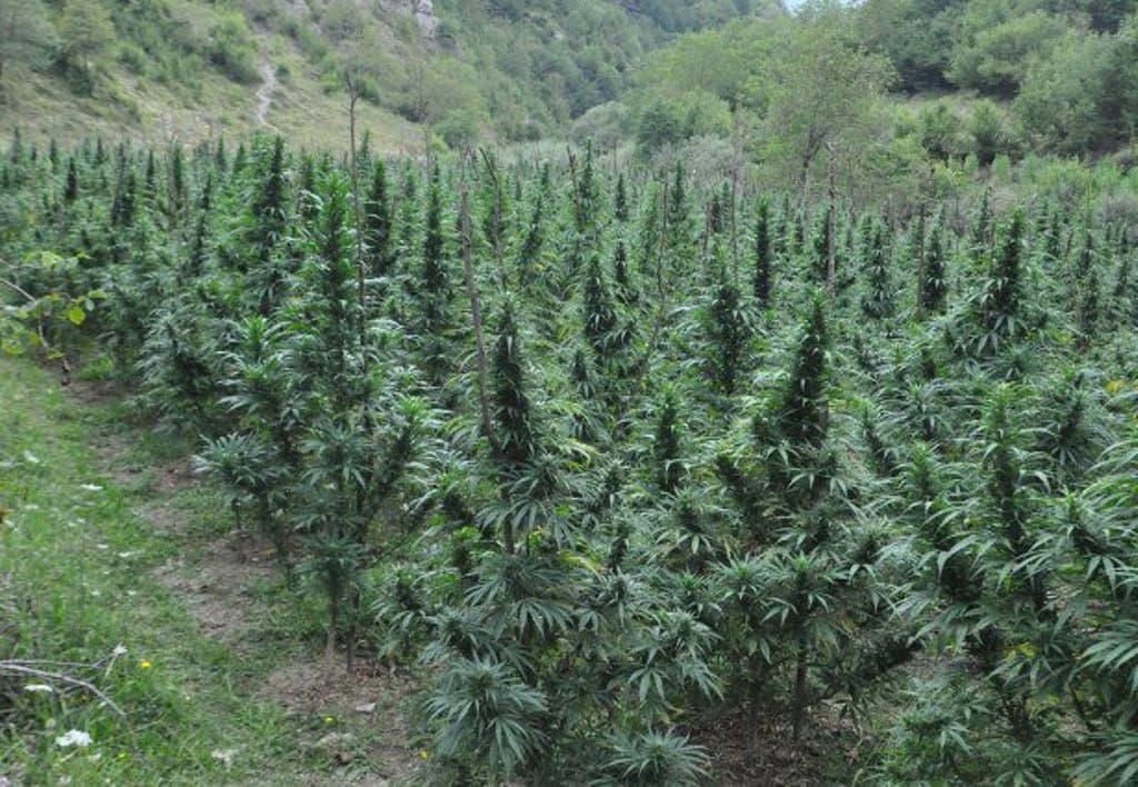 Asgjësohen 10 mijë rrënjë kanabis në zonën e Dajçit, 3 të shoqëruar
