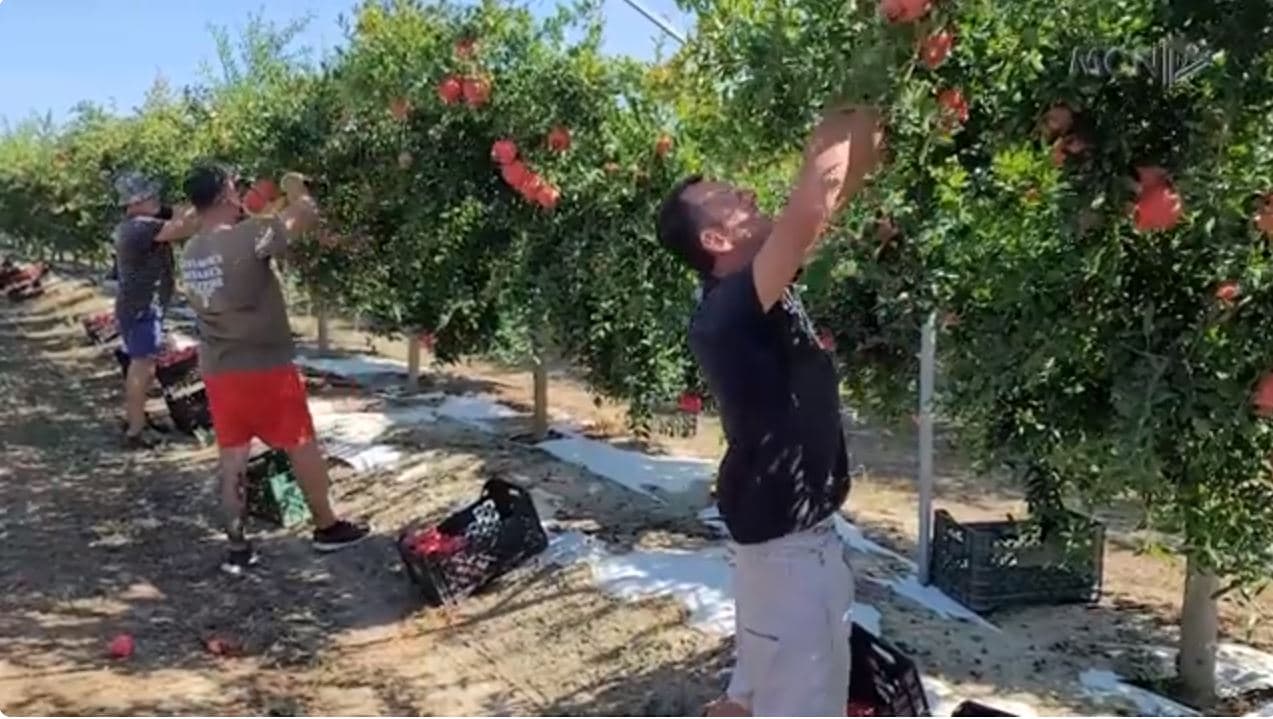 Shega që piqet në verë/ Plot kërkesa për “arin” në Divjakë, por nuk ka punëtorë (VIDEO)