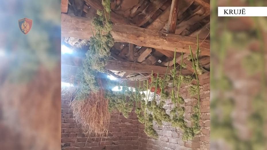 Thanin kanabis pranë shtëpisë, në pranga burri në Krujë, procedohet gruaja 