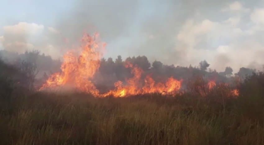 Tentoi të digjte mbetjet por flakët përfshijnë ullishten, shoqërohet 72-vjeçari në Fier