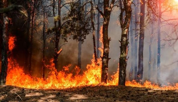 Zjarret përfshijnë pyjet në veri të Siçilisë/ 700 turistë evakuohen nga hoteli ku po qëndronin