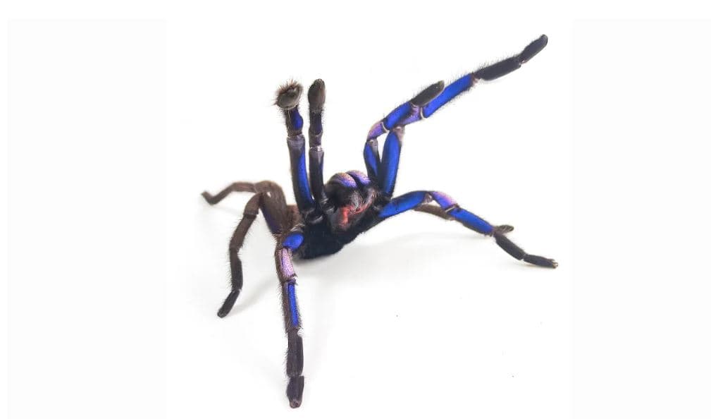 Zbulohet në Tajlandë tarantula blu
