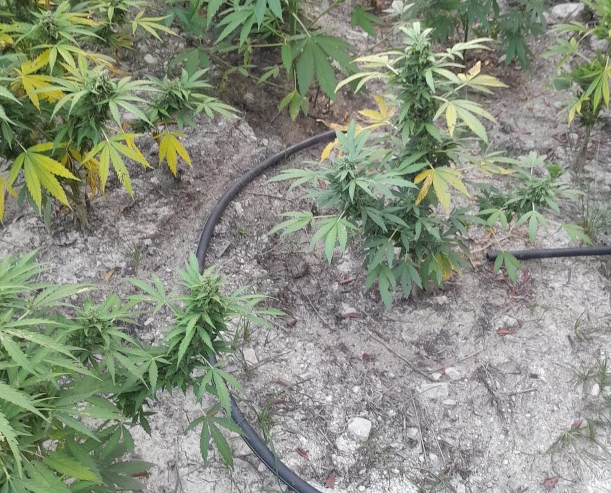 Kultivoi bimë narkotike kanabis, arrestohet 18-vjeçari në Mallakastër