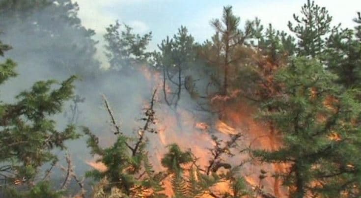 Vatra të reja zjarri në Fier, në rrezik një fermë blegtorale 