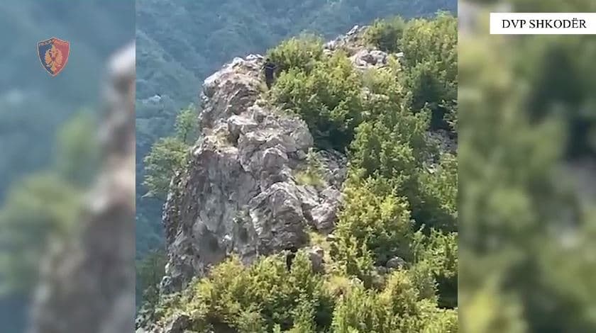 "Alpet e pastra"/ Asgjësohen mijëra bimë kanabis sativa në Shkodër 
