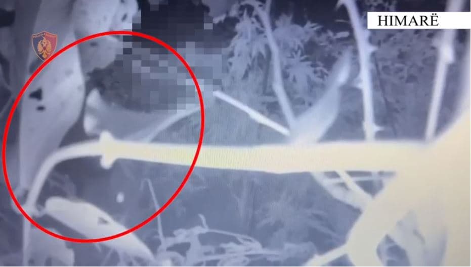 “Vjeshta” zbulon kanabisin në mes të pyllit në Borsh, në pranga një person 