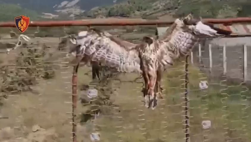 Keqtrajtoi shqiponjën, nisin hetimet për përmetarin  
