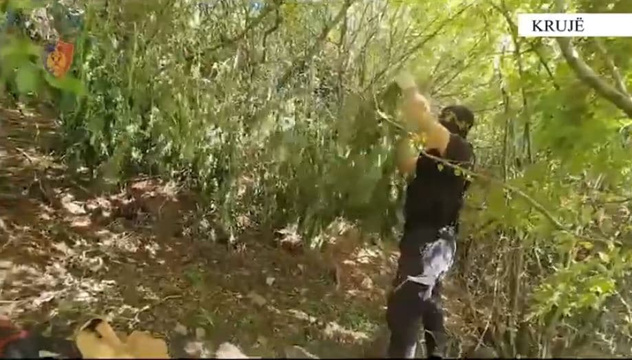 Përshtatën ambient për tharjen e kanabisit, sekuestrohen 11 kg/ Një në pranga, në kërkim një tjetër