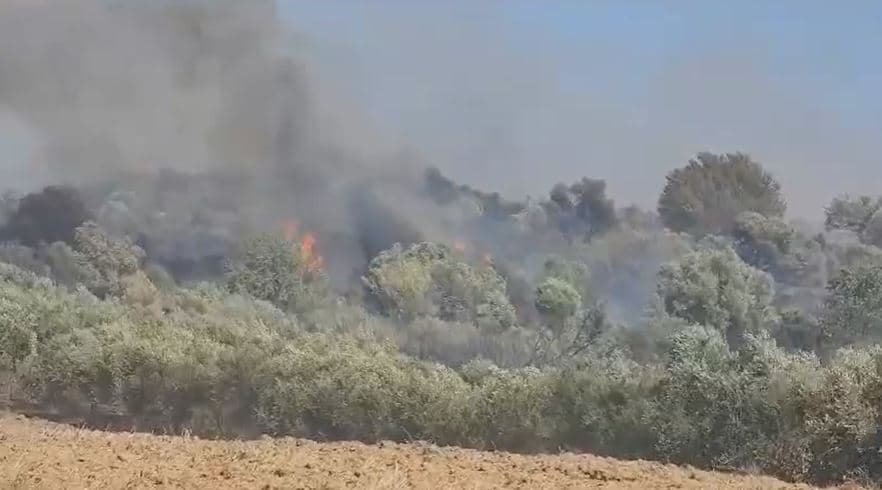 Zjarri përfshin kodrat e Libofshës në Fier, digjen qindra rrënjë ullinj