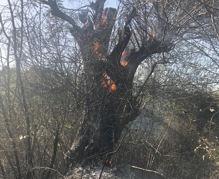 Zjarri për mbetjet djeg 22 hektarë 500 ullinj, arrestohet një person në Fier