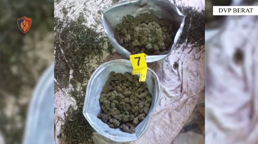 Sekuestrohet 50 kg kanabis në proces tharje në Berat, arrestohet një person, në kërkim vëllai i tij