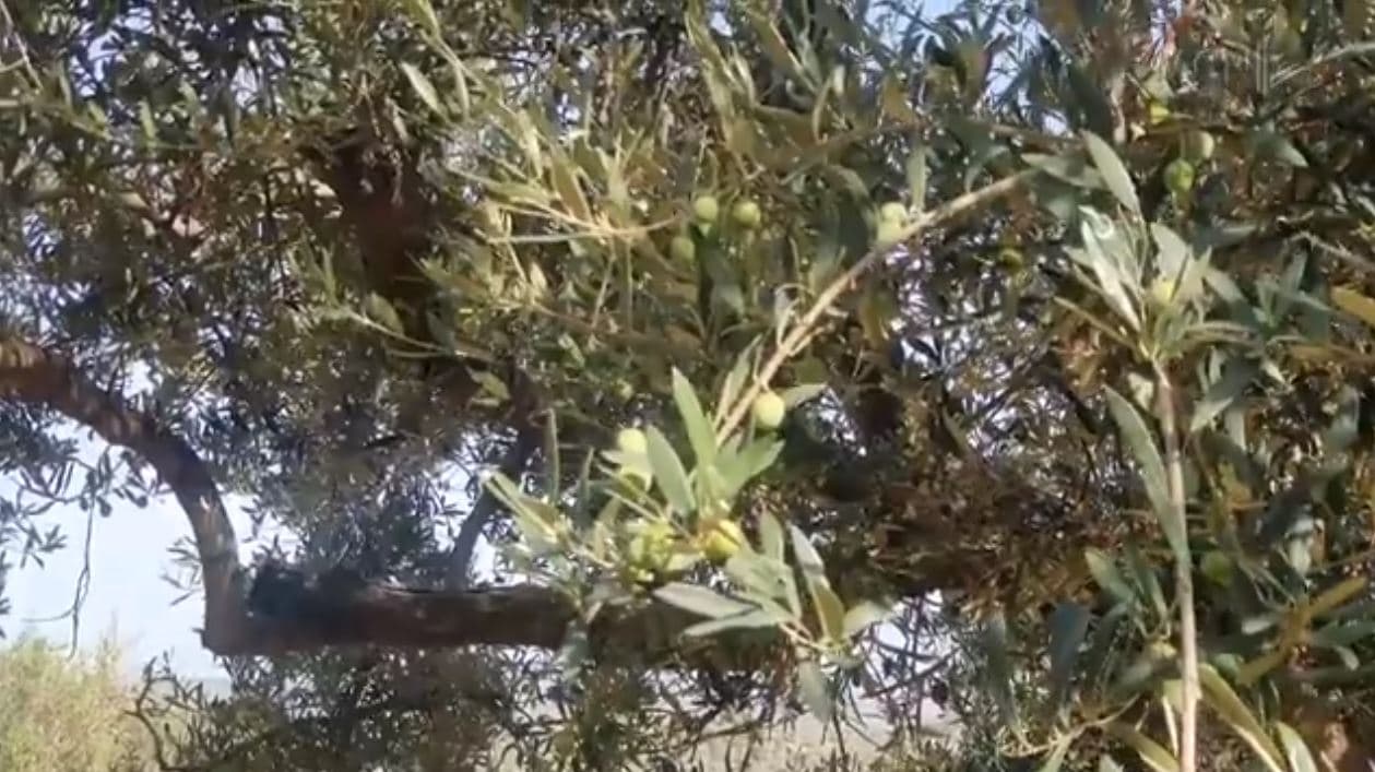Dyfishohet çmimi i vajit të ullirit, fermerët në Kaninë: Ka më pak prodhim se vitin e kaluar