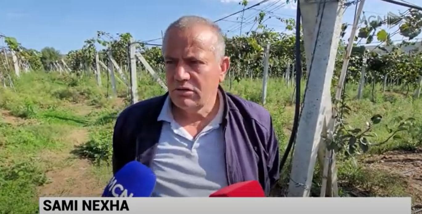 Fermeri dështon me kultivimin e kivit. Lushnjë, klima dhe tokat janë të papërshtatshme për bimën (VIDEO)