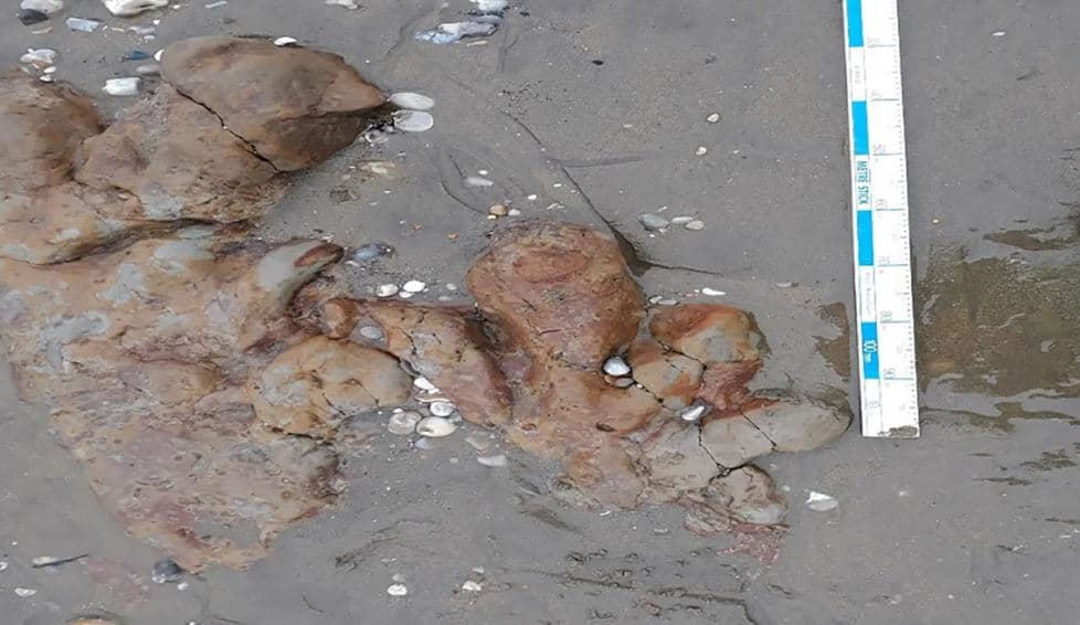 Zbulohen në plazhin e ishullit Wight të Anglisë ​gjurmët e dinozaurëve